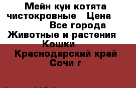 Мейн-кун котята чистокровные › Цена ­ 25 000 - Все города Животные и растения » Кошки   . Краснодарский край,Сочи г.